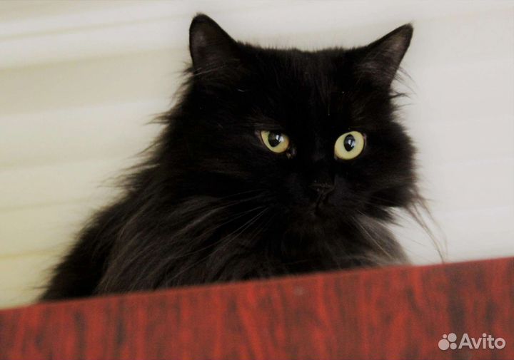 Черная кошка (из приюта)