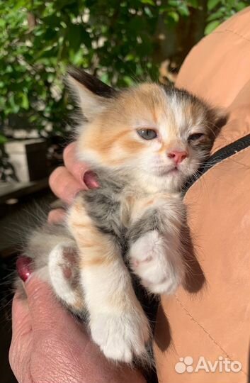 Красивые Котята 1 месяц