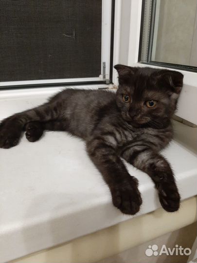 Шатланские вислоухие котята