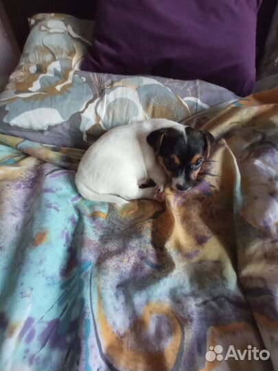 Джек Рассел терьер мини