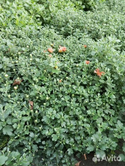 Хризантема мультифлора