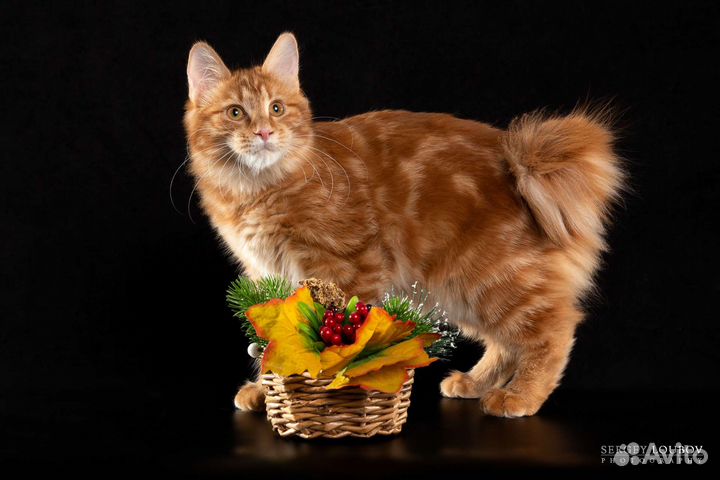 Кошка курильский бобтейл