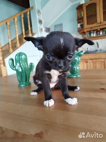 Чихуахуа девочка и мальчик