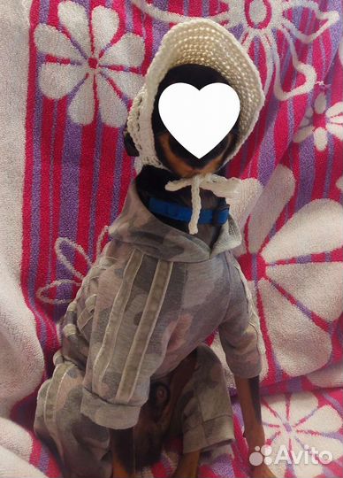 Новая кепка-панама для собачки