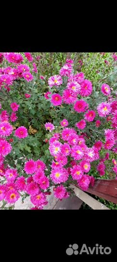 Хризантема