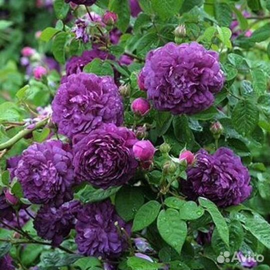 Розочки местные, рассада цветы волжский