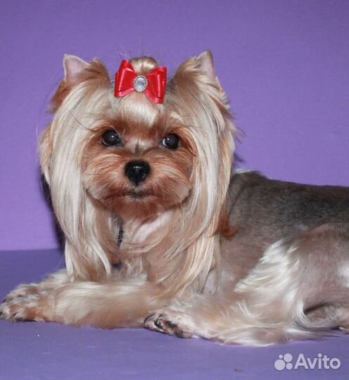 Стрижка, выставочный груминг