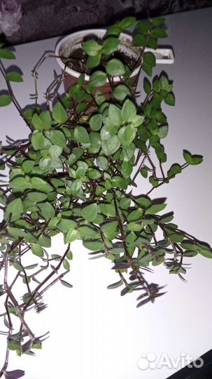 Каллизия ползучая