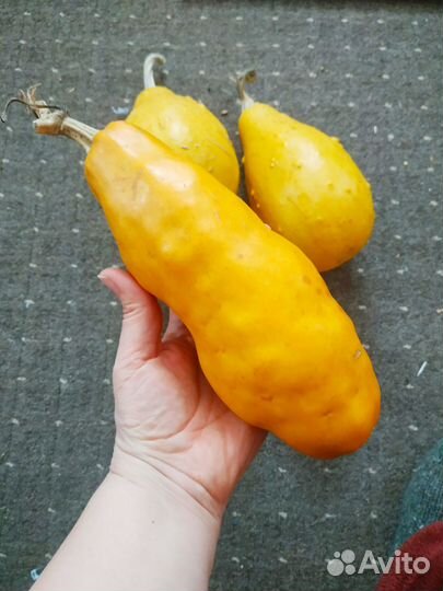 Семена декоративной тыквы,чуфы