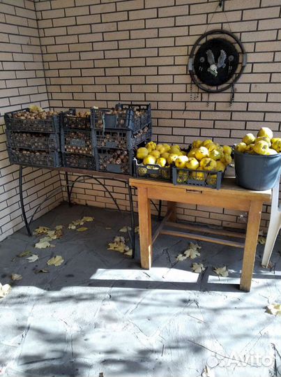 Айва.Орехи грецкие
