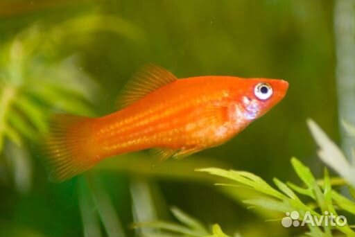 Аквариумные рыбки