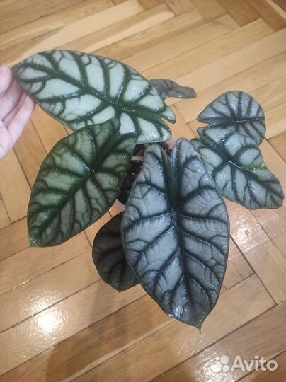 Алоказия серебряный дракон, Алоказия регал шилдс