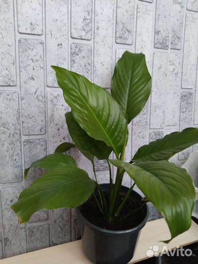 Спатифиллум