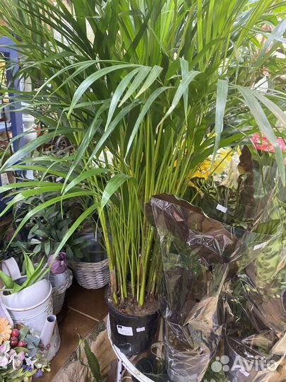 Пальма арека 120 см