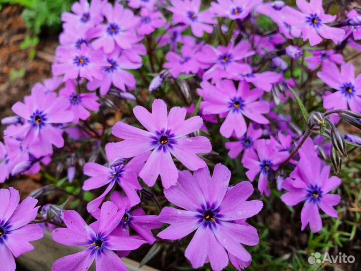 Многолетники почвокровные. Флоксы, арабис, очитки