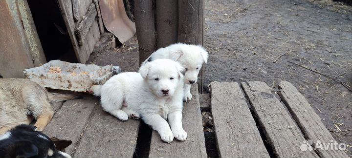 Отдам щенков в добрые руки бесплатно