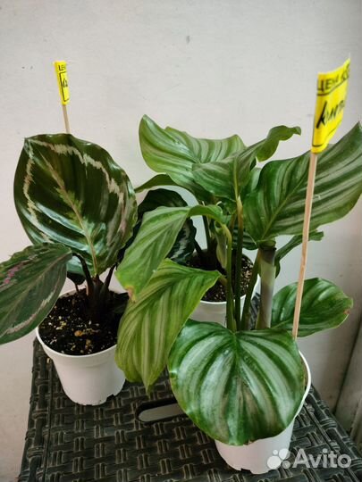 Монстера вариегат.Калатея, алоказия, филодендрон