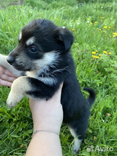 Щенки русско европейской лайки