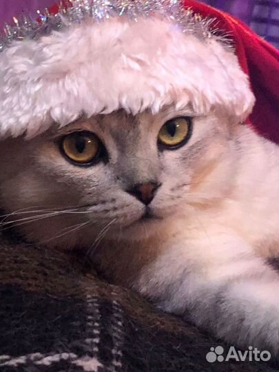 Вязка с шотландским котом