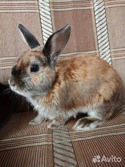 Декоративный кролик с клеткой