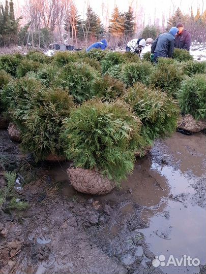 Туя западная Вудварди