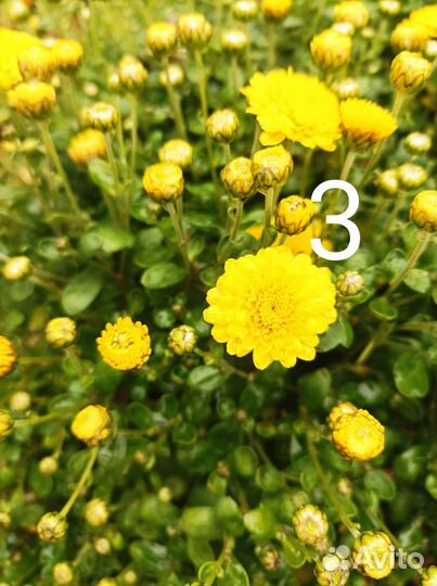 Хризантема