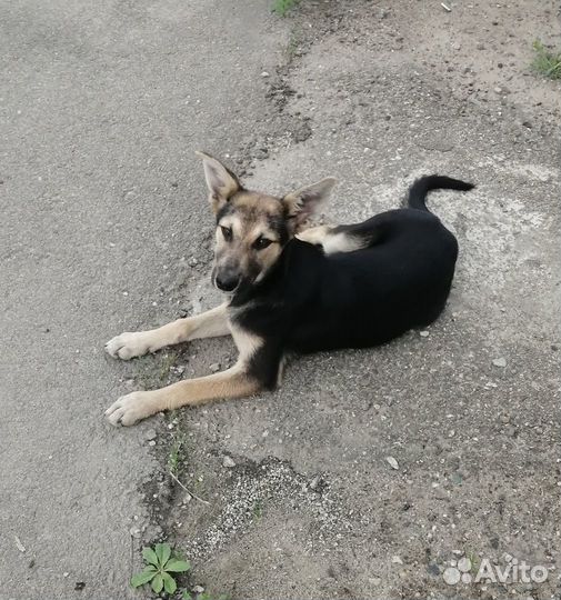 Скромная девочка ищет дом