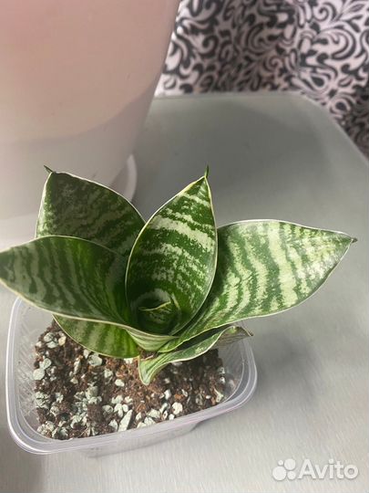 Сансевиерия ханни