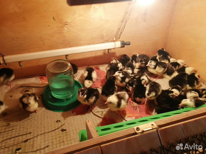 Брудер для цыплят