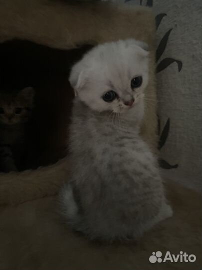 Шотландская