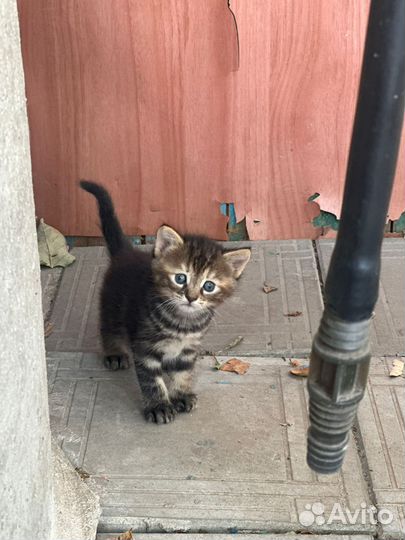 Котята в добрые руки бесплатно