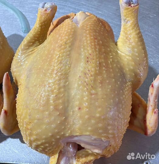 Куры домашние