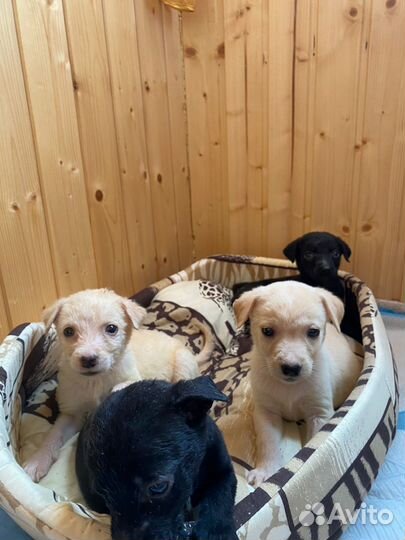 Продаются щенки