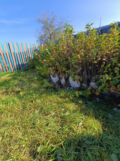 Дом 54 м² на участке 25 сот.