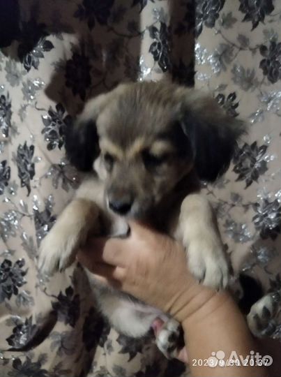 Йоркширский терьер щенки девочки и мальчики