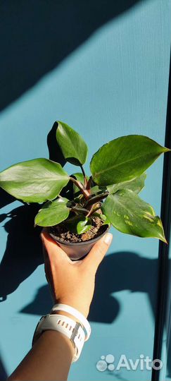 Филодендроны