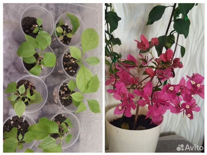 Цветы для дома