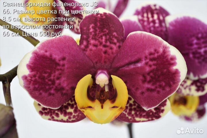 Сеянец орхидеи фаленопсис