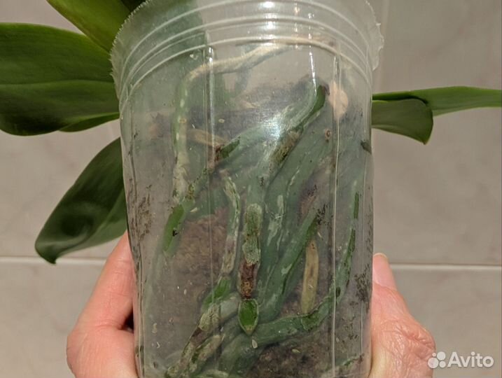 Орхидея фаленопсис тетраспис цветет