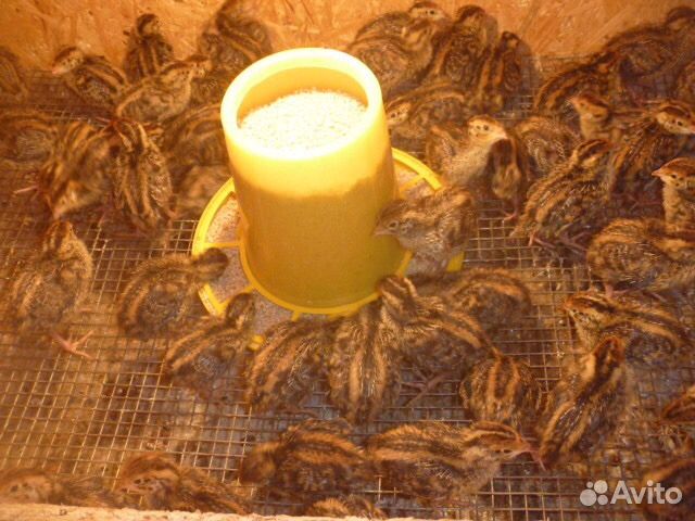 Перепела,инкубационное яйцо