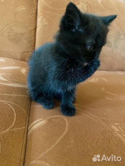 Котята в добрые руки бесплатно