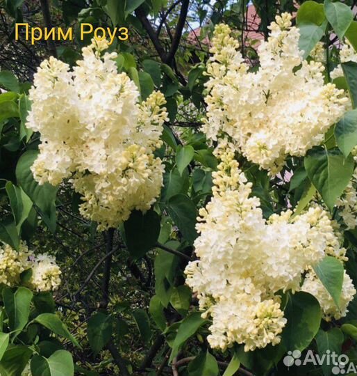 Сирень Прим роуз