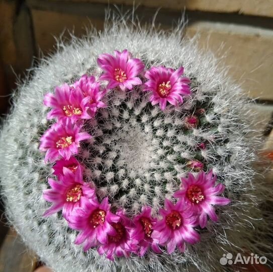 Кактус Mammillaria woodsii (семена)