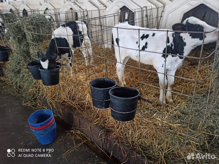 Телята бычки