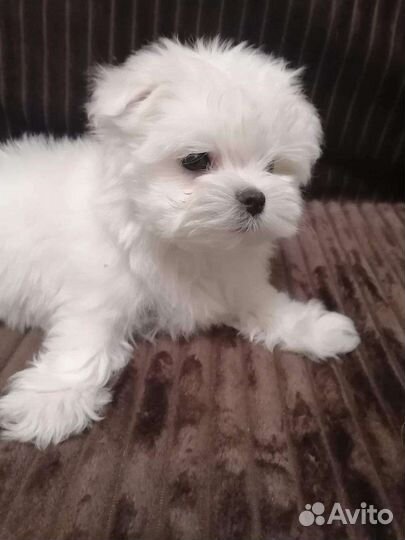 Мальтезята