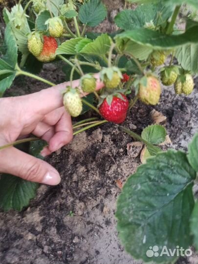 Рассада клубники