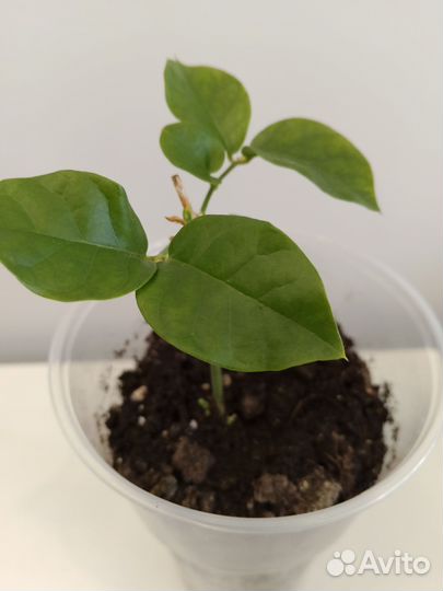 Жасмин Самбак