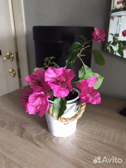 Бугенвиллея