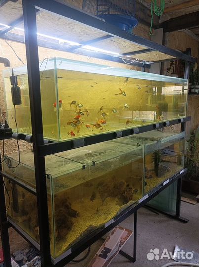 Рыборазводня