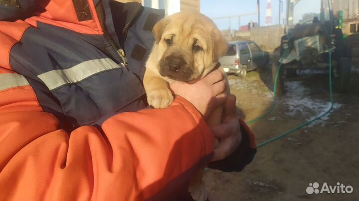 Собака в добрые руки отдам бесплатно